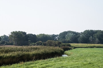 landscape with trees
