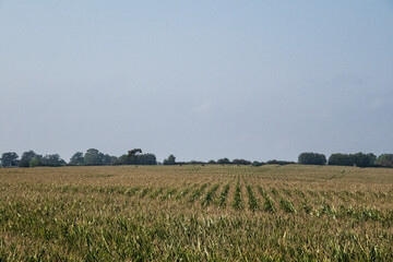 field of wheat in summer