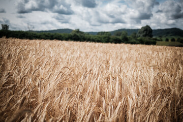 field of wheat