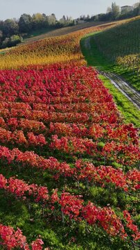 Breathtaking drone footage of Swiss vineyards in autumn, showcasing vibrant red, yellow, and green foliage in perfectly aligned rows. A stunning representation of seasonal beauty, perfect for wine 
