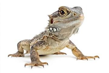 Obraz premium Close-up of a lizard against a white background.