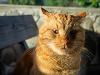 Big ginger cat. Portrait of a cat. Fat animal.