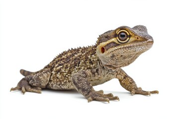 Fototapeta premium Close-up of a young reptile, isolated on white.