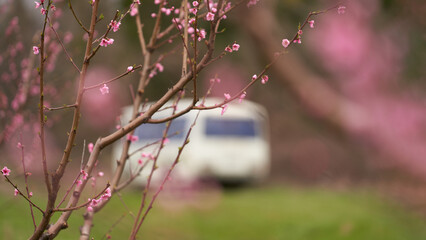 Spring. Peach garden. A peach branch with pink flowers on a picturesque blurred background of a...