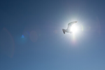 seagull in the sky