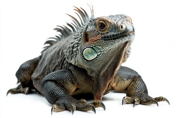 Obraz premium Green Iguana Close-up