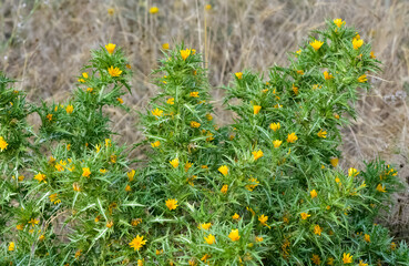 photos of wild plants, yellow flowering thorns.