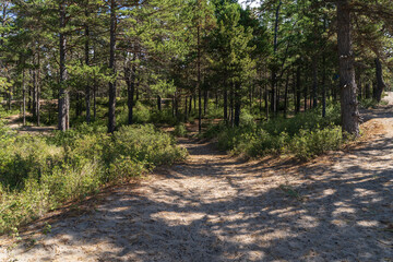 Fototapeta premium Forest at Lake Baikal in Summer