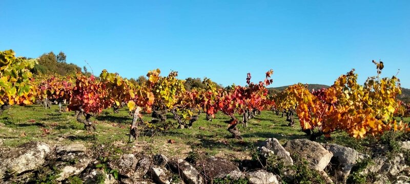 Vi&ntilde;edos de Monterrei, Galicia