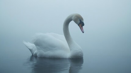Obraz premium Elegant white swan in fog swims calmly on water.