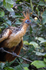 stinky turkey in the Amazon