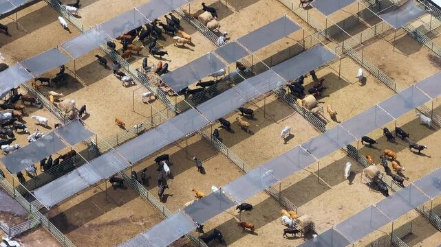 Aerial view of feed yard with meat cows. Feeding of cattle on farm feedlot