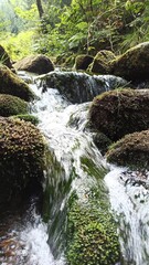 Górski potok w lesie. © WalDec