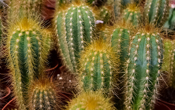 Cactus Photos Images – Browse 133,431 Stock Photos, Vectors, and 