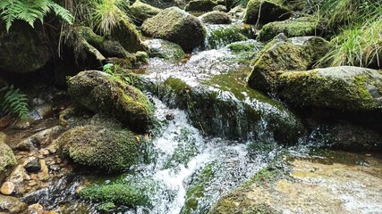 Górski potok w lesie. © WalDec