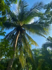 Obraz premium palm trees against cloudy blue sky