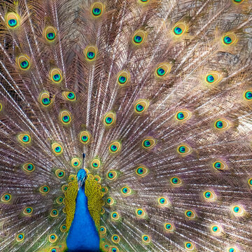 Lisbon, Portugal, Europe. 2/22. Castelo Sao Jorge . Peacocks reside on the castle grounds. Males showing off their plumage - spring mating season.