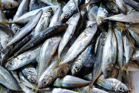 Lisbon, Portugal. Fish on display at local farmer market.