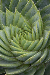 Close up of a spiral aloe 