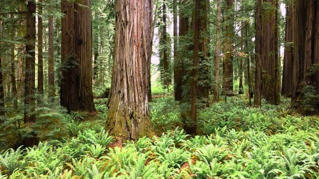 Sideways left panning footage of the Giant Redwood forests in Northern California.