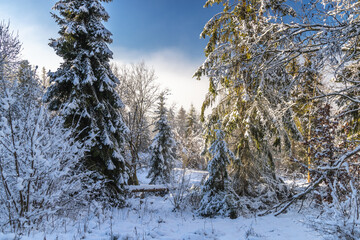 Snowy trees in the winter misty landscape at sunny day. The Orava region in north of Slovakia, Europe.
