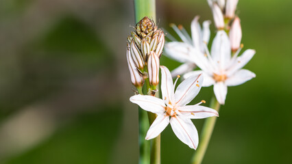 medicinal plants that grow spontaneously in nature