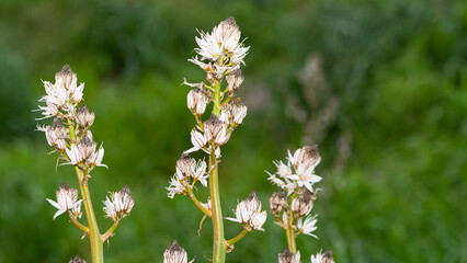 medicinal plants that grow spontaneously in nature