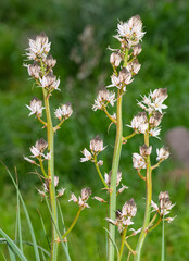 medicinal plants that grow spontaneously in nature