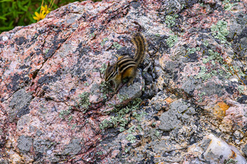Chipmunk on a rock