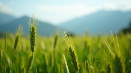 Obraz premium Close-up of wheat stalks in a lush green field with mountains in the background, capturing the beauty of nature and agriculture.