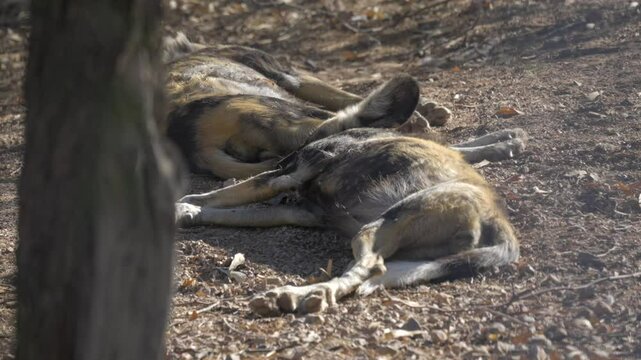 This video shows two African painted dogs (lycaon pictus) sleeping on the savanna ground. 