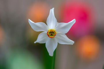 Narcissus poeticus bright white ornamental flowering plant, group of beautiful springtime flowers in the garden