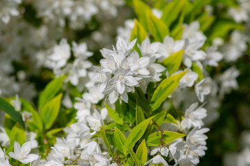 Deutzia gracilis duncan Chardonnay pearls white flowering shrub, beautiful ornamental flowers in bloom