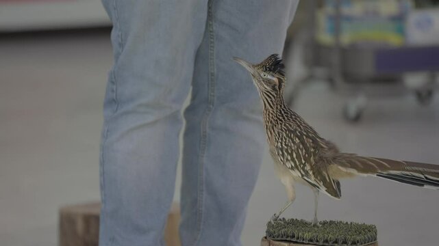 This video shows a trained road runner taking food from a trainer's hand.