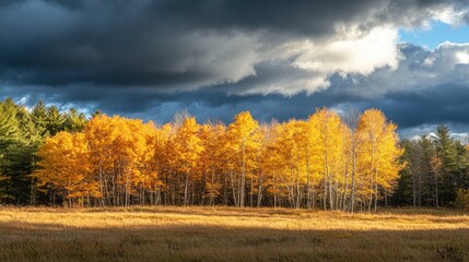 Fototapeta premium Golden aspen trees in autumn field under dramatic sky.