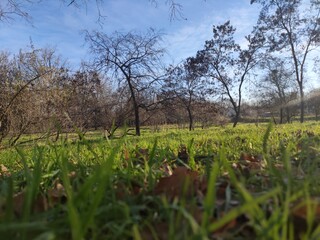 Sunny morning in the park, green grass in autumn is beautiful under the blue sky 