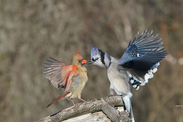 Cardinals an Blue Jays in winter