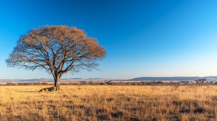 Fototapeta premium A solitary tree stands in a vast golden landscape under a clear blue sky.
