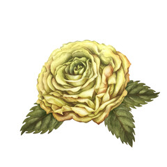 Obraz premium Yellow rose flower with green leaves, isolated on a white background. Watercolor botanical illustration template for wedding, birthday, mother's day, postcard, poster, wallpaper, sticker, scrapbook