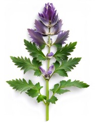Obraz premium Acanthus mollis plant with stunning purple flower and lush green leaves in studio setting on white background
