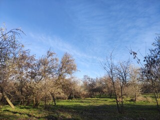 Beautiful sunny day in the park , green grass in autumn and blue sky with clouds 