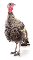 Dark turkey isolated.