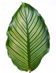 Vibrant green calathea orbifolia leaf isolated on white, displaying intricate striped pattern and full depth of field