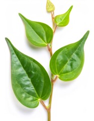 Ceropegia woodii, string of hearts plant reaching up against a white backdrop, in sharp focus