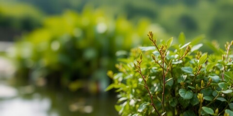 Blurred image of serene natural background featuring water and lush green plants, beauty, growth, blurred