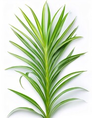 Obraz premium Stunning spider plant leaf with distinctive stripes, set against a bright white backdrop to highlight its natural beauty and vitality