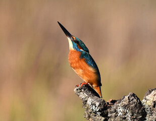 un colorido martin pescador en libertad