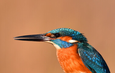 un colorido martin pescador en libertad