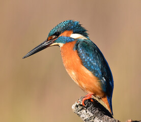 un pez martin pescador de bonitos colores