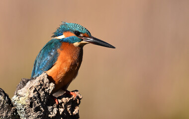 Fototapeta premium un pez martin pescador de bonitos colores